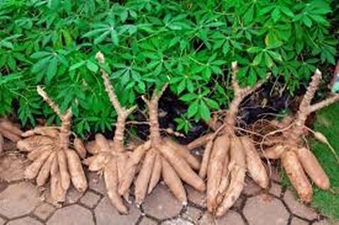 Manioc