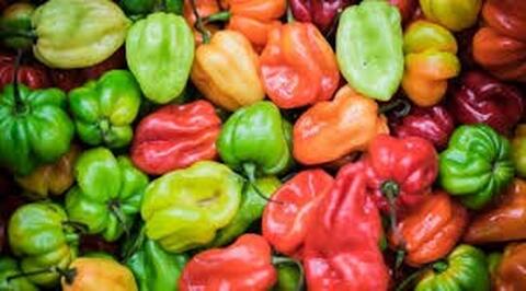 Piment