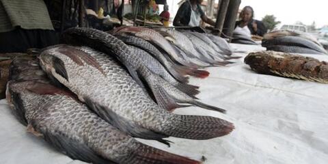 Poisson
