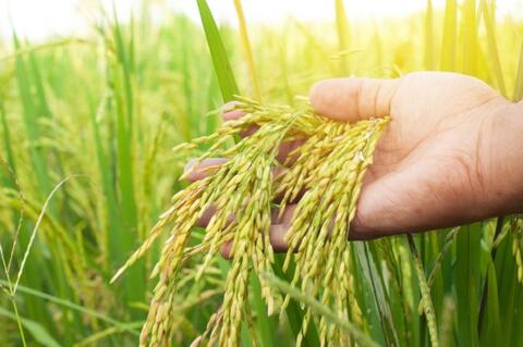 Culture de riz